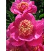 Пион Paeonia Neon